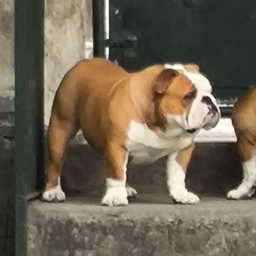 Tod's Bulldogs Umberto