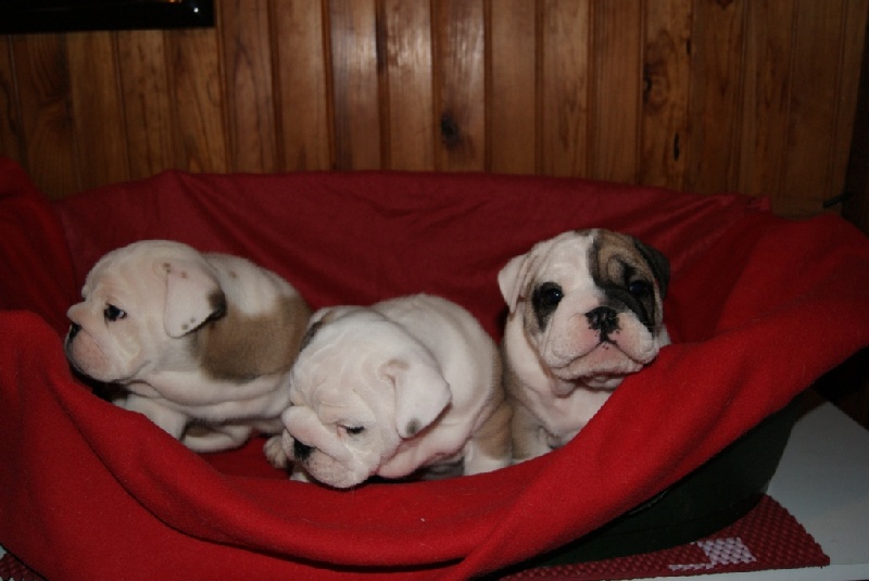 Tod's Bulldogs - Bulldog Anglais - Portée née le 11/11/2012