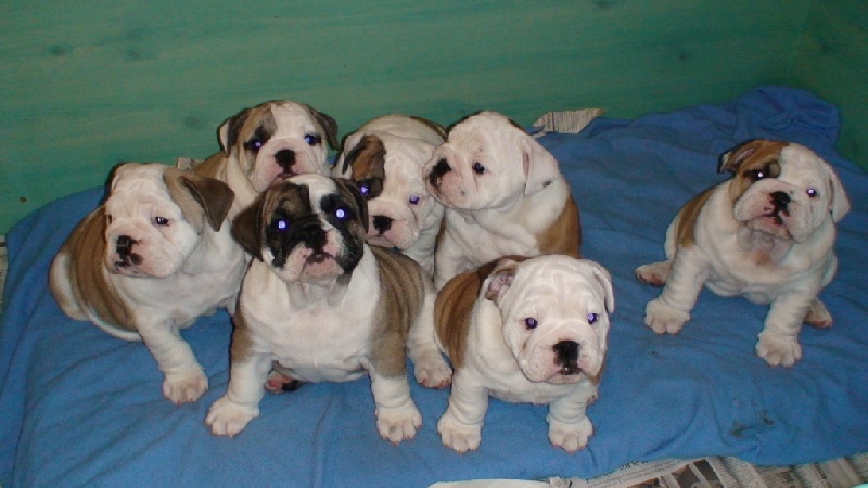 Tod's Bulldogs - Bulldog Anglais - Portée née le 14/10/2009