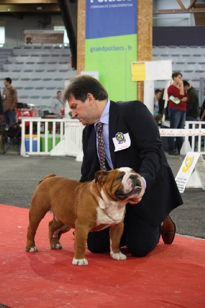 Tod's Bulldogs Gengis khan
