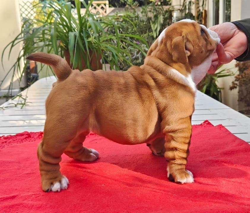 Tod's Bulldogs Albachiara