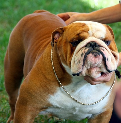 Tod's Bulldogs - NOUVEAU CHAMPION!