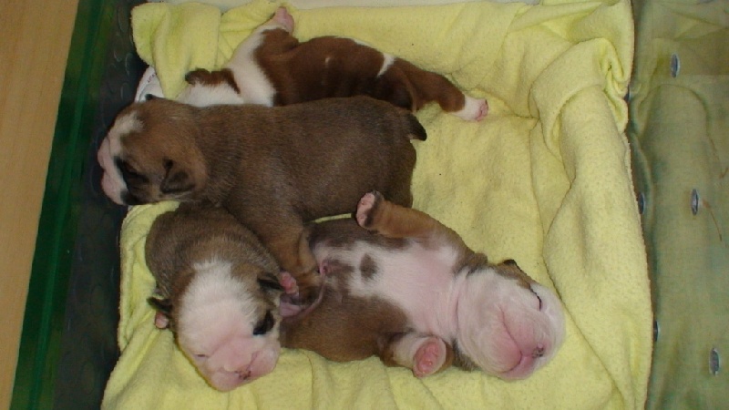 Tod's Bulldogs - Bulldog Anglais - Portée née le 02/08/2008
