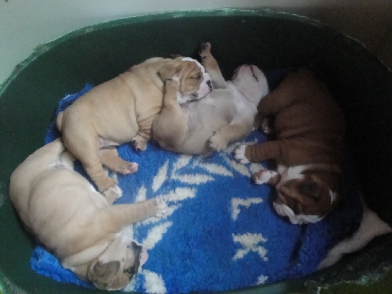 Tod's Bulldogs - Bulldog Anglais - Portée née le 30/08/2011