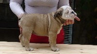 CHIOT