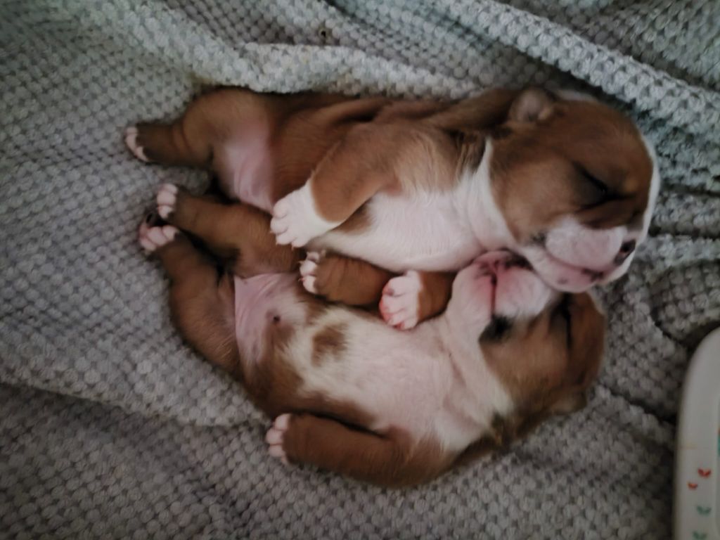 Tod's Bulldogs - Bulldog Anglais - Portée née le 15/08/2025