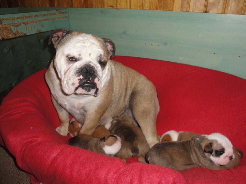 Tod's Bulldogs - Bulldog Anglais - Portée née le 18/05/2010